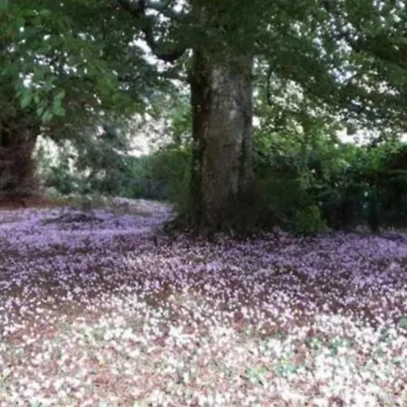 Bed & Breakfast D'hotes Les Cyclamens Hautefort