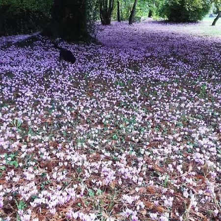 D'hotes Les Cyclamens Panzió Hautefort